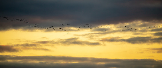 A flock of birds flies at sunset