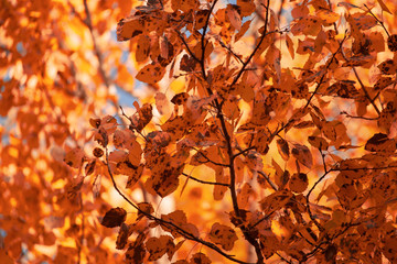 Red leaves on birch trees in autumn