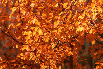 Red leaves on birch trees in autumn