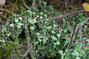 Fungi lichen, green cyanobacteria. Autumn mold.