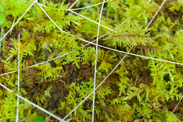 Abstract wild forest grass background. Beautiful macro branch.