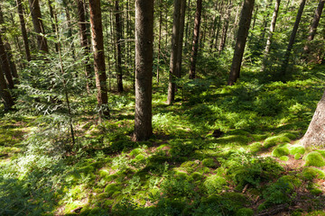 Forest wilderness pine tree background, autumn nature bright.