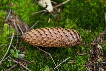 Forest fir cone on green floor.