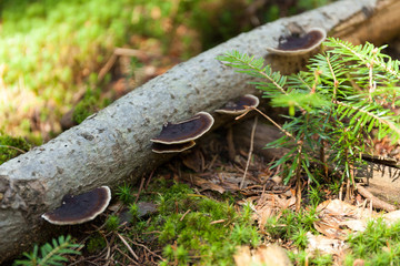 Pinicola fomitopsis on bark, nature ecosystem.