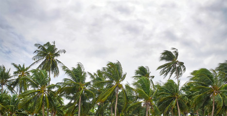 Naklejka na ściany i meble Scenic View of Coconut Trees along the Coastline