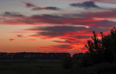 beautiful colored sunset with trees on the background