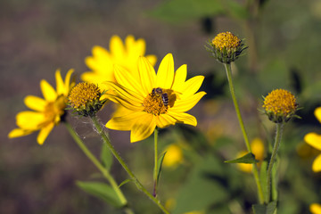 the yellow flower of the Jerusalem artichoke