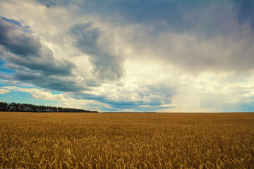 Naklejka premium Golden wheat field with the dramatic cloudy sky. Beautiful nature