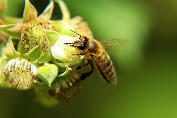 A bigger european honey bee, apis mellifera sitting on bloom of raspberry in our garden.