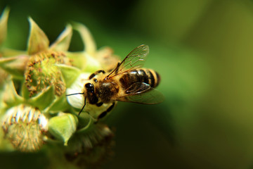 European honey bee, Apis mellifera, pollinating bloom of raspberry in springtime. Also we can see a limpid wings