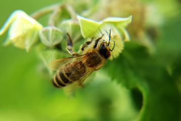 A beautiful wings full of pollen western honey bee, Apis mellifera. Sitting on bloom of raspberry
