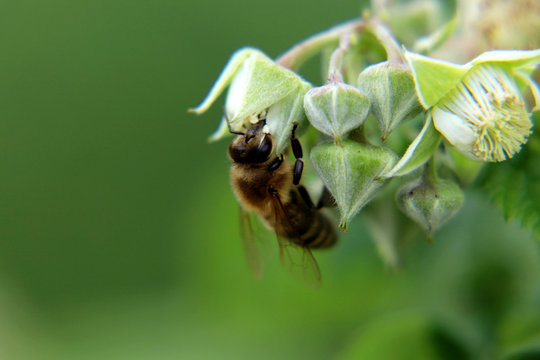 A Western Honey Bee, Apis Mellifera, Sitting On Bloom Of Raspberry And Do Her Job. Pollinating Flower