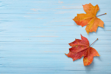 Naklejka na ściany i meble autumn maples on blue wooden background