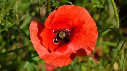Klatschmohn, auch Ackermohn