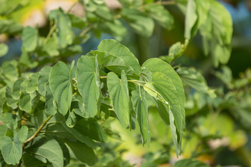 Green leaf of  Bauhinia flower