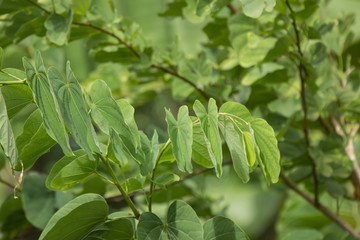 Fototapeta na wymiar Green leaf of Bauhinia flower