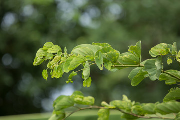 Green leaf of  Bauhinia flower