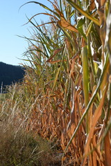 Fototapeta premium zu trocken. Maisfeld Anfang August in Bayern. Mangelnde Niederschläge führten zu vertrockneten Mais