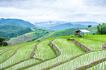 View Terraced Paddy Field in Mae-Jam Village, Chaingmai, Thailand