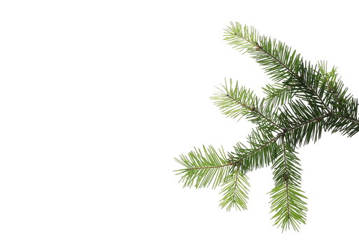 Pine branch, natural decoration isolated on white background, clipping path