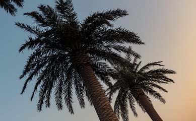 Palm trees silhouette at sunset. sunset and beach. Beautiful sunset above the sea
