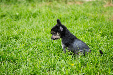 Profile Portrait of black hairless puppy breed chinese crested dog sitting in the green grass on summer day.
