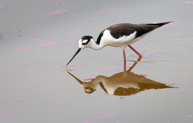 Peruvian stilt