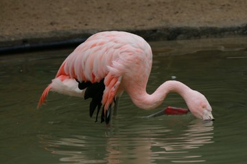 Flamant rose dans un étang