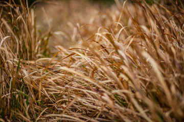 field of dry grass rhythm, grass warm tone