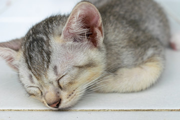 Sleeping Silver Grey Kitten