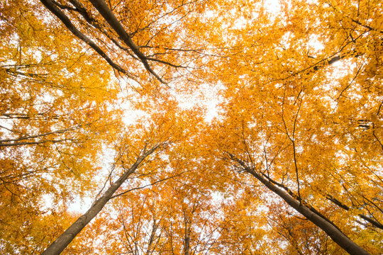 Fototapeta Beautiful, autumn , beech forest,shot from below.Pomerania ,Poland 