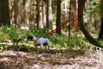 strong little dog, cute Jack Russell Terrier hanging at a tree