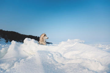 Obraz premium Gorgeous siberian husky dog is lying on the ice floe and looking afar.