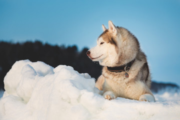 Portrait of Siberian husky on the snow on the frozen Okhotsk sea and forest background in winter