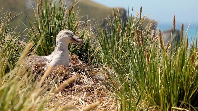 Nesting Albatross shot on South Geogia Island