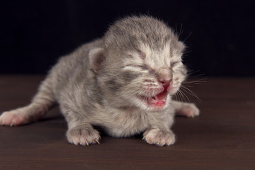 blind kittens on a dark wooden background