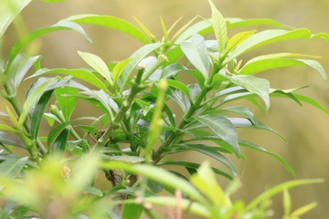 Closeup nature view of green leaf on blurred greenery background