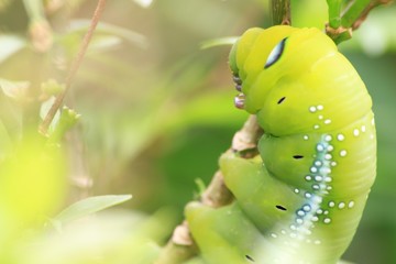 Closeup the Big green worm on tree, Giant green worm on treetop