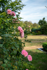 Rosenstrauch auf einem Friedhof 