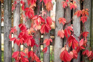 Beautiful red leaves of a plant wandering along a wooden fence on a clear autumn day