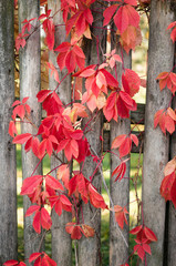 Beautiful red leaves of a plant wandering along a wooden fence on a clear autumn day