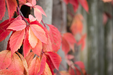 Beautiful red leaves of a plant wandering along a wooden fence on a clear autumn day