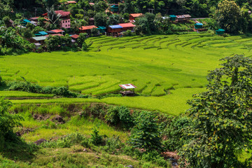 Golden Rice Field, a beautiful natural beauty on mountain in Nan Khun Nan  Rice Terraces,Nan Province, Thailand