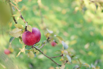 Autumn garden on a sunny day. Red ripe apples weigh on apple tree branches.