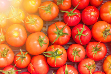 new crop of fresh organic tomatoes. top vire background