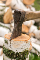 Cutting birch firewood on the lawn