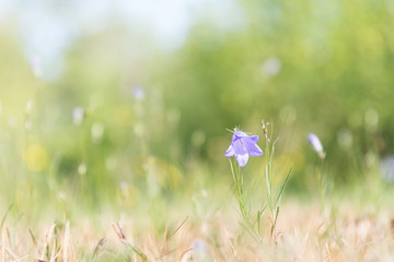 Bellflower in bright summer light