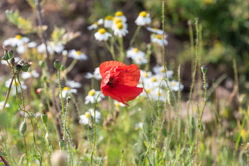 Red Poppy flower in focus