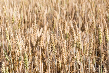 Wheat field background