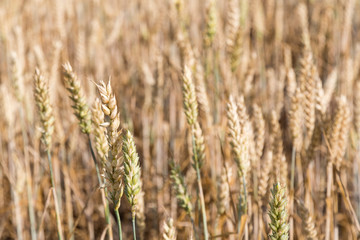 Almost matured wheat field closeup